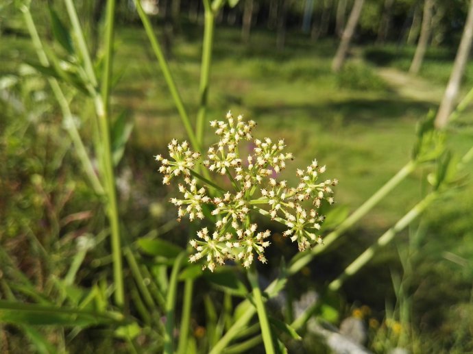  p>短果茴芹(学名: i>pimpinella brachycarpa /i> (kom.