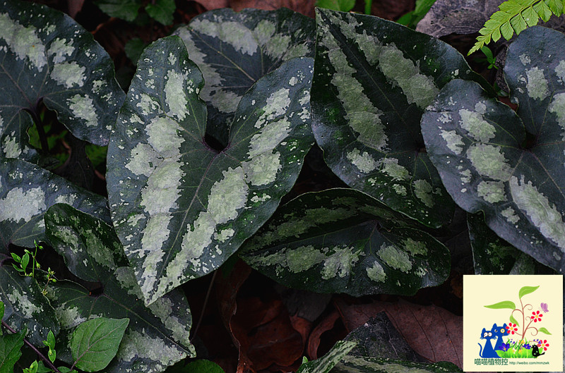  p>青城细辛,别名:花脸细辛,花脸王,翻天印,拉丁文名:asarum