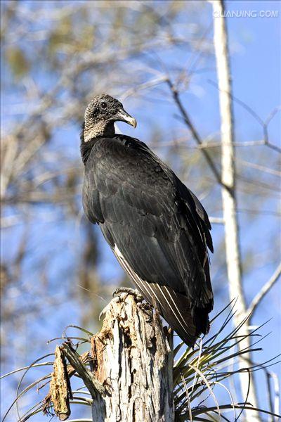  p>黑兀鹫(学名: i>sarcogyps calvus /i>)为 a target="_blank" href