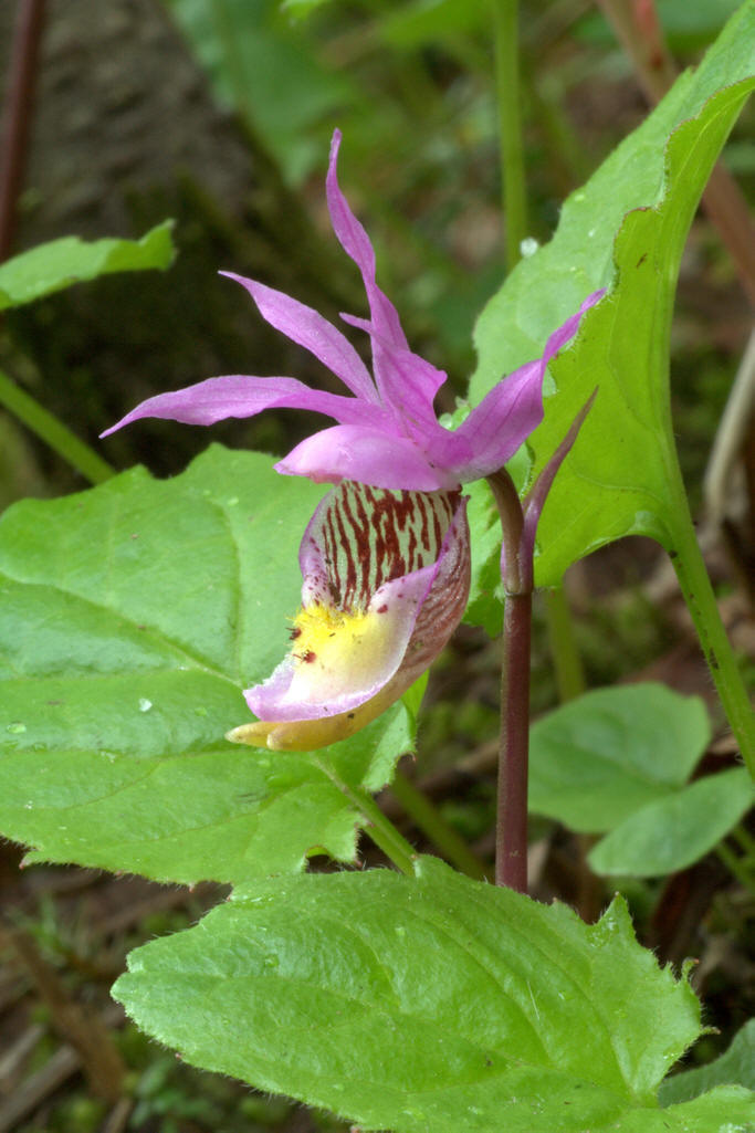  p>匙唇兰属(学名:schoenorchis bl.