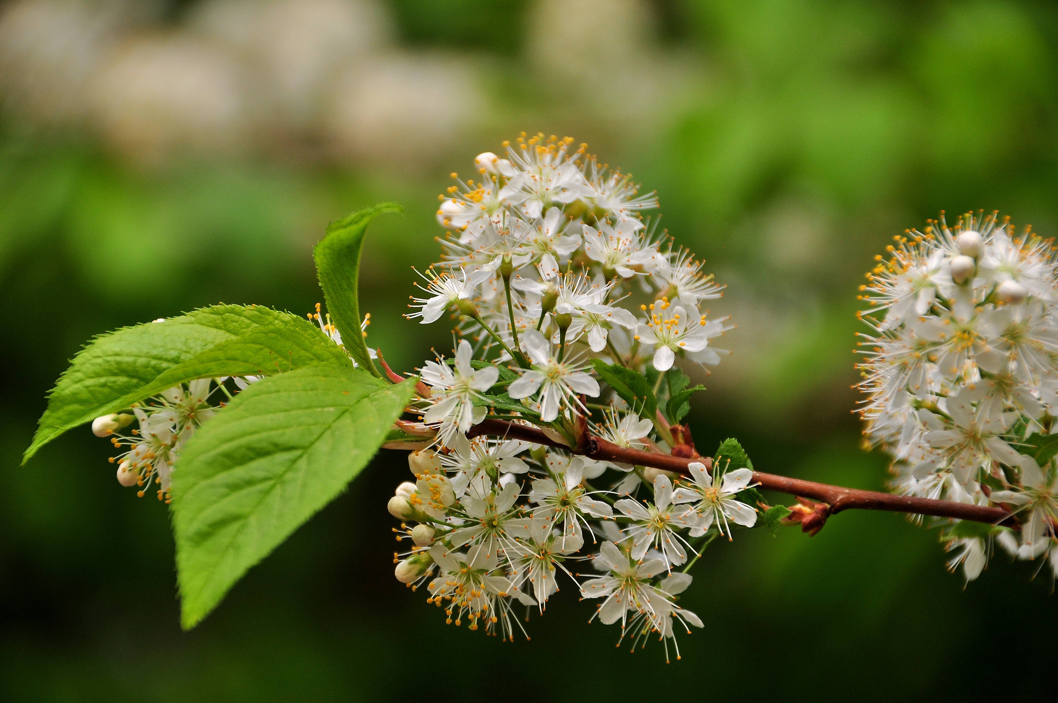  p>稠李(学名: i>padus racemosa /i> (linn.) gilib.