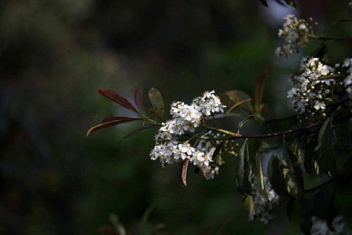  p>大花枇杷(学名: i>eriobotrya cavaleriei /i> (levl.) rehd.