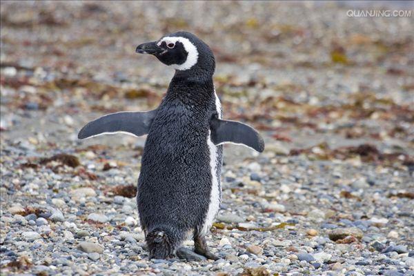 spheniscus magellanicus