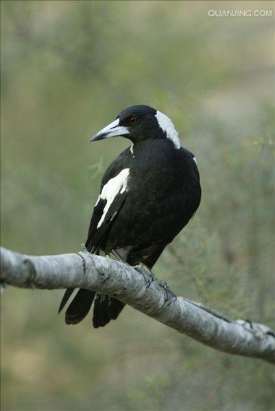  p>黑背钟鹊(学名:cracticus tibicen),又名澳洲鹊或澳洲喜鹊,是澳洲