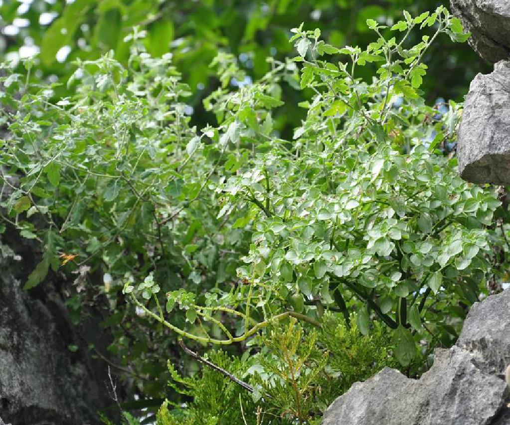  p>波缘冷水花(学名: i>pilea cavaleriei /i> levl.