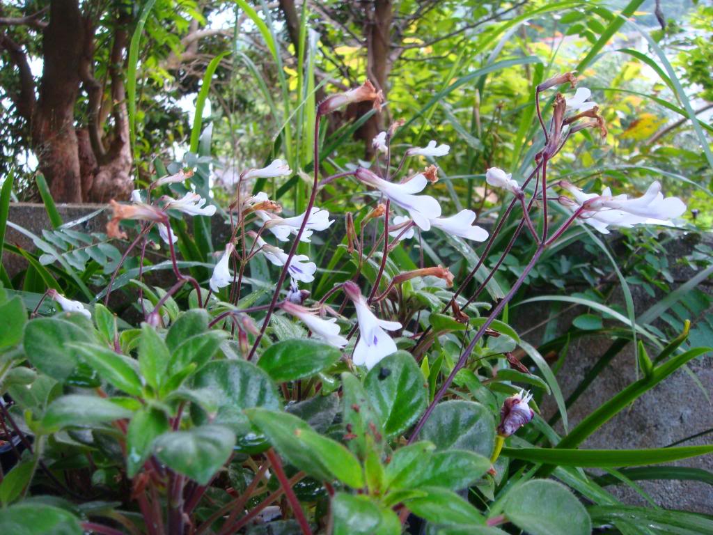  p>苦苣苔属( a target="_blank" href="/item/学名/8074290" data