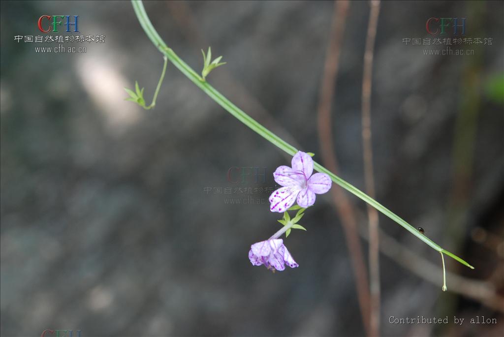  p> b>四棱草属 /b>(学名: i>schnabelia /i>)多年生草本,丛生,具膨大