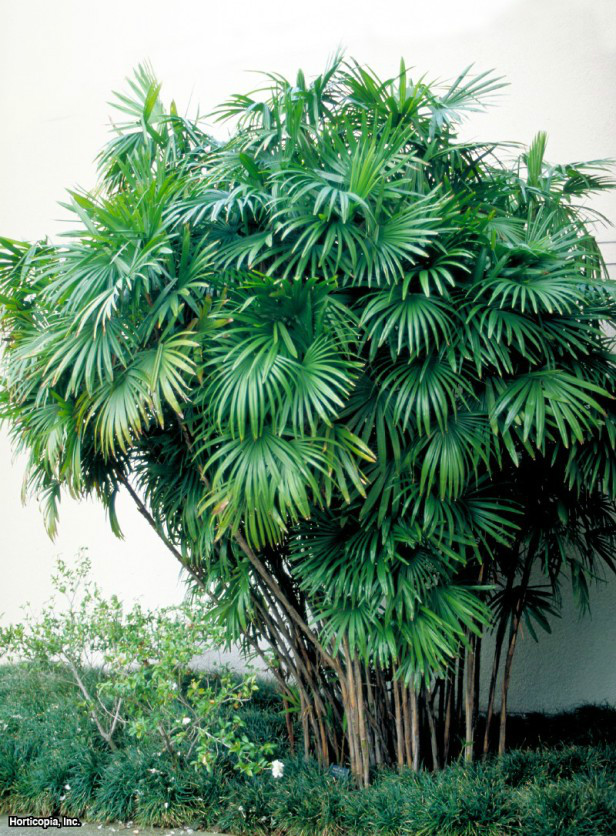  p>矮棕竹(学名: i>rhapis humilis /i>  bl.