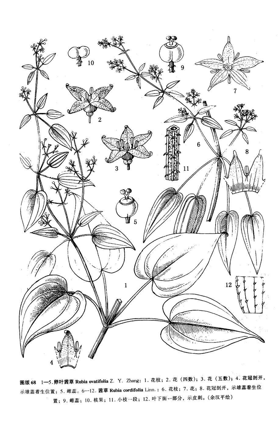 y. zhang)是茜草科茜草属植物.草本,攀援,长1-2米.