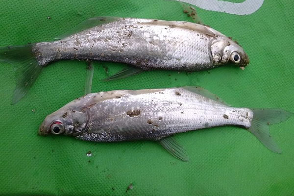  p> a href="#" data-lemmaid="1909593">鲤科 /a>,体形似鲤.