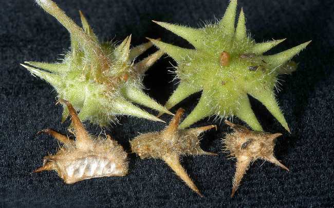  p>蒺藜(学名: i>tribulus terrestris /i> l.