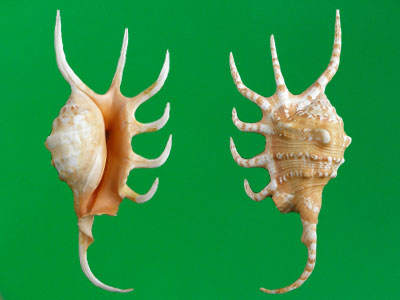  p>金黄蜘蛛螺(学名: i>lambis crocata /i>):成贝长70 - 205毫米.