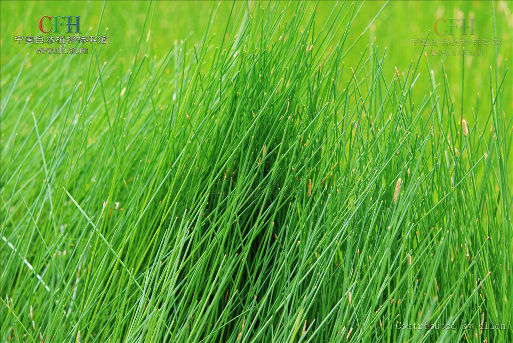 f.) trin.)是莎草科,荸荠属植物.