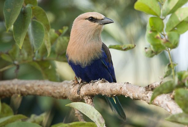  p>蓝腹佛法僧(学名: i>coracias cyanogaster /i>)是中等 a target="