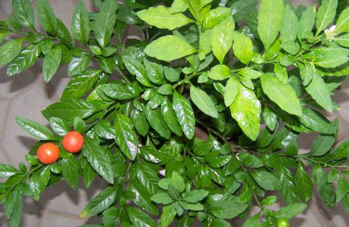 solanum pseudocapsicum