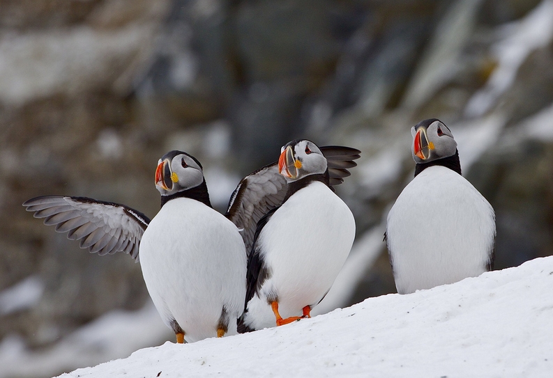  p>北极海鹦(学名: i>fratercula arctica /i>)是 a href="#" data