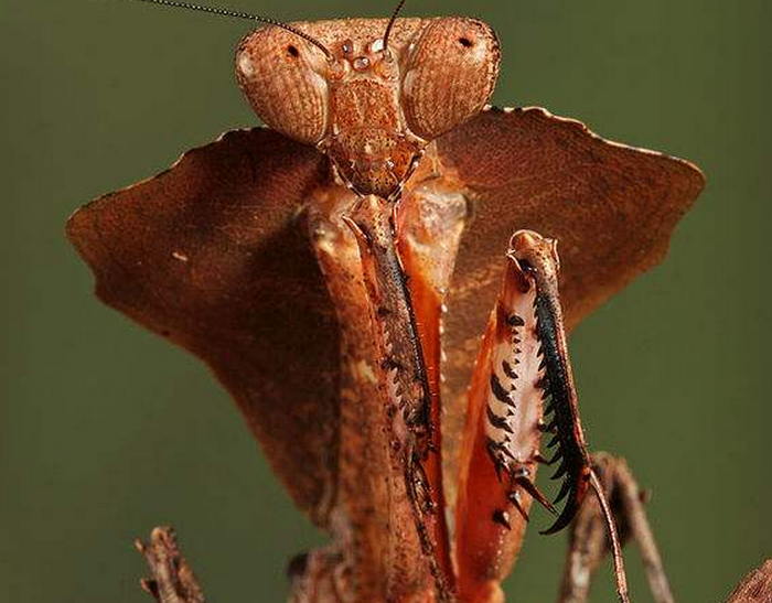  p>勾背枯叶螳螂,学名deroplatys desiccata,是来自马来西亚的大螳螂
