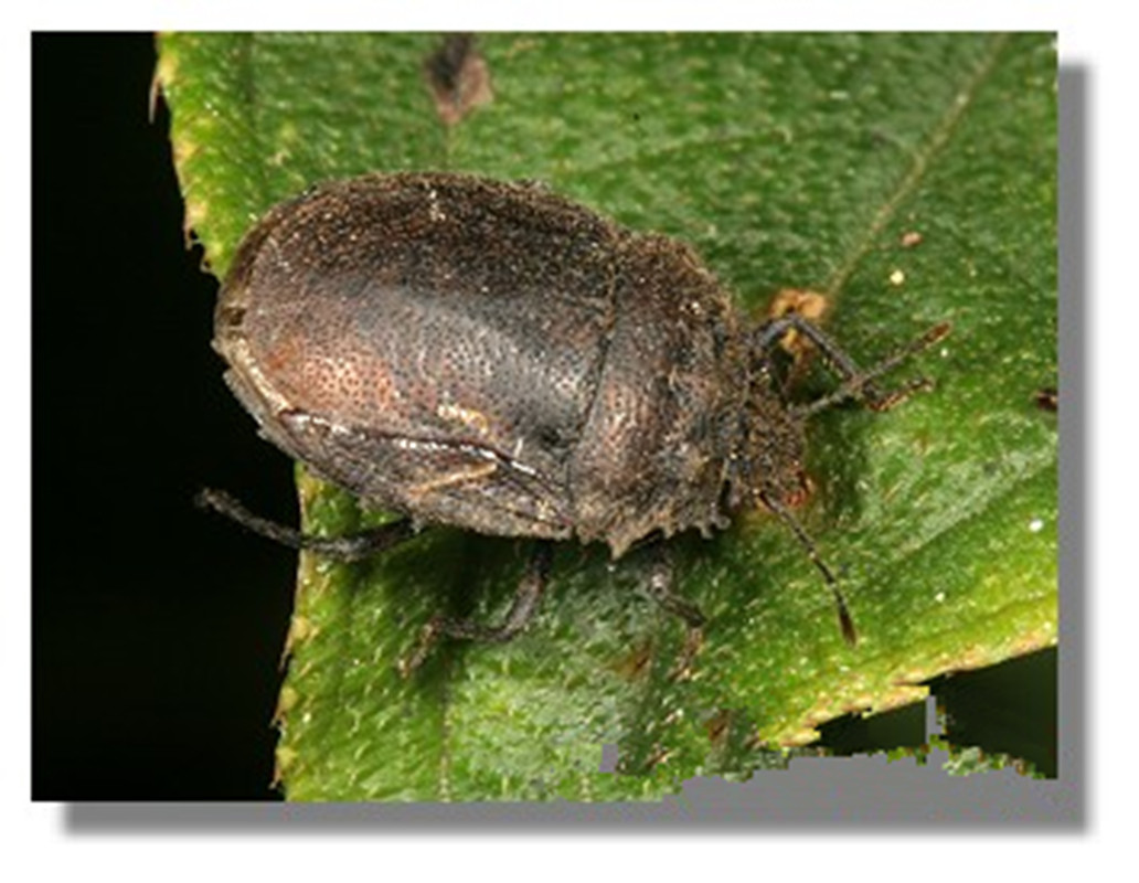  p>短刺黑椿象scotinophara scotti椿象科/半翅目,成虫几乎全年可见