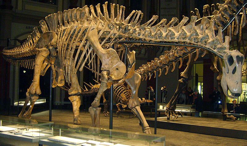 叉龙(dicraeosaurus)