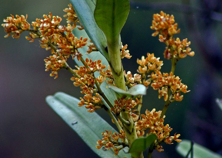  p>窄果脆兰(学名: i>acampe ochracea /i>  (lindl.)  hochr.