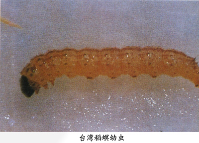 台湾稻螟