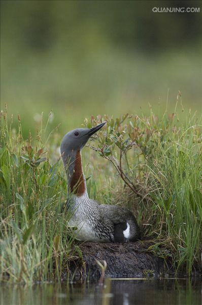  p>红喉潜鸟( a target="_blank" href="/item/学名/8074290" data