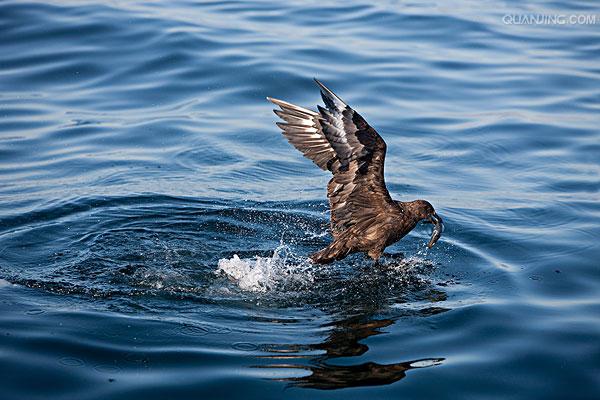 south polar skua