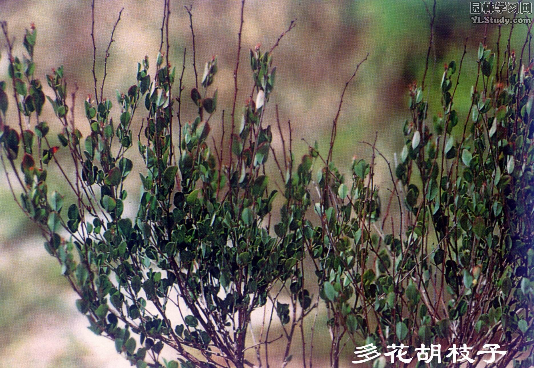  p>铁鞭草,中药名.