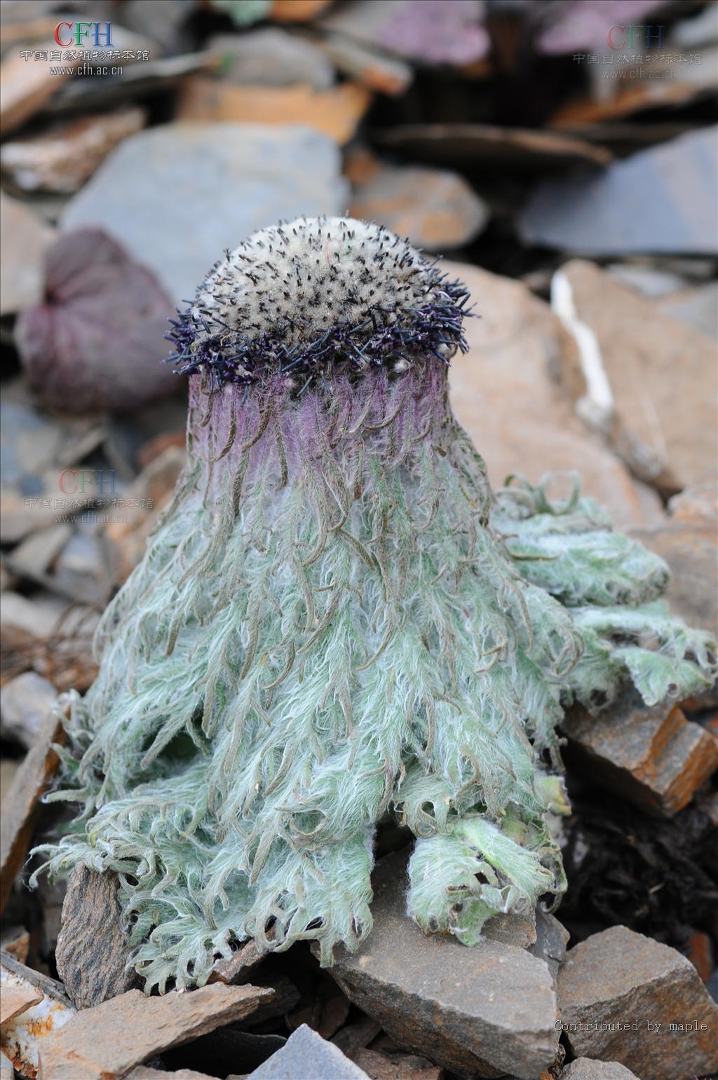  p>雪兔子(学名: i>saussurea gossipiphora /i> d.