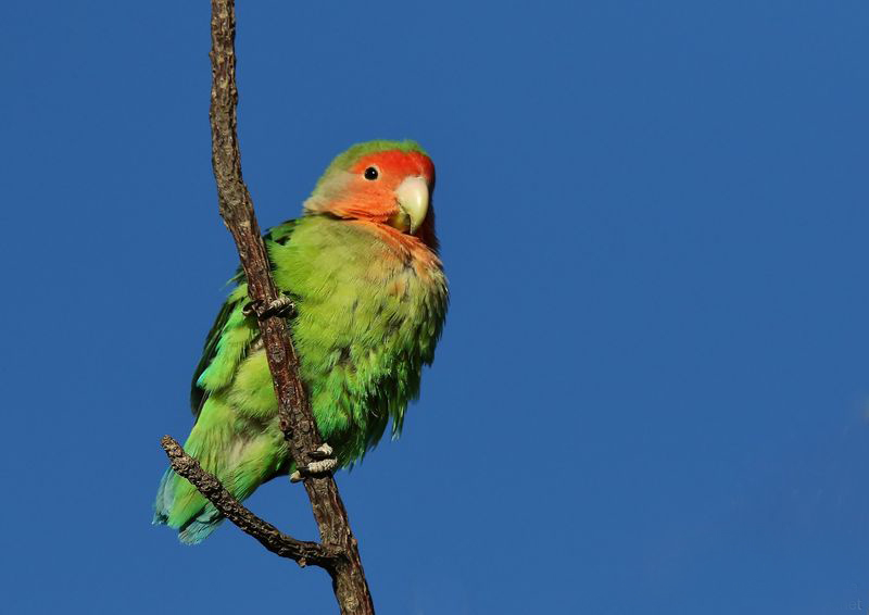  p>桃脸牡丹鹦鹉(学名: i>agapornis roseicollis /i>):体长一般在15