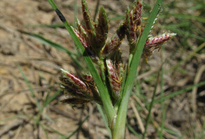  p>粗根茎莎草:为 a target="_blank" href="/item/单子叶植物纲">单