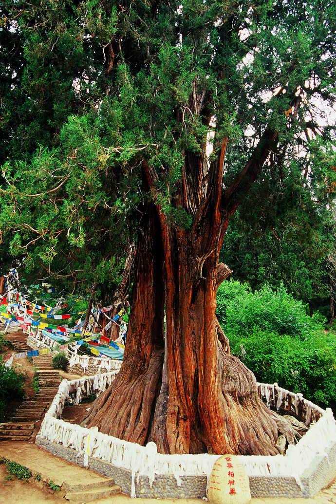 33239" data-lemmaid="33239">乔木 /a>,高可达45米,树皮纵裂成条状