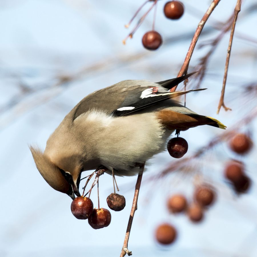 bombycilla garrulus pallidiceps