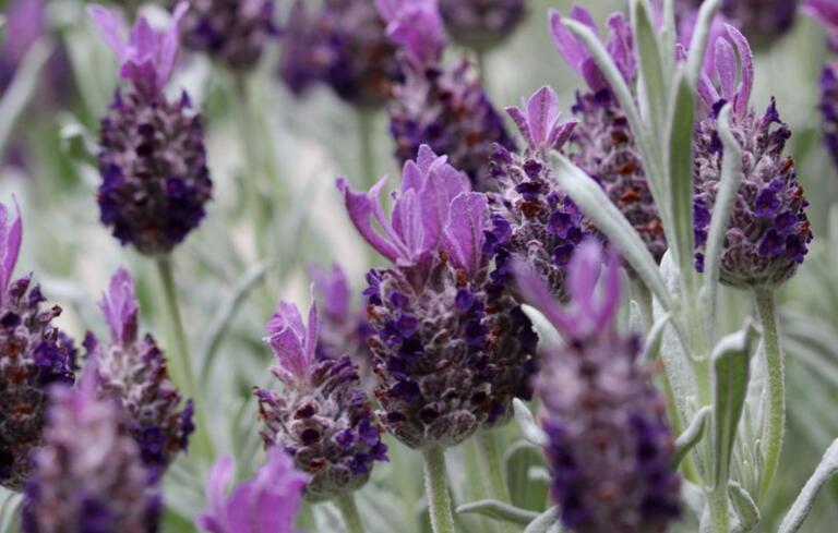 西班牙薰衣草
