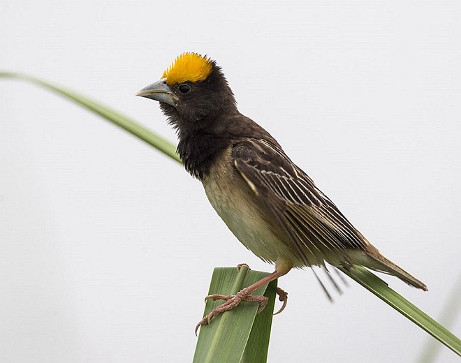 black-throated weaver bird