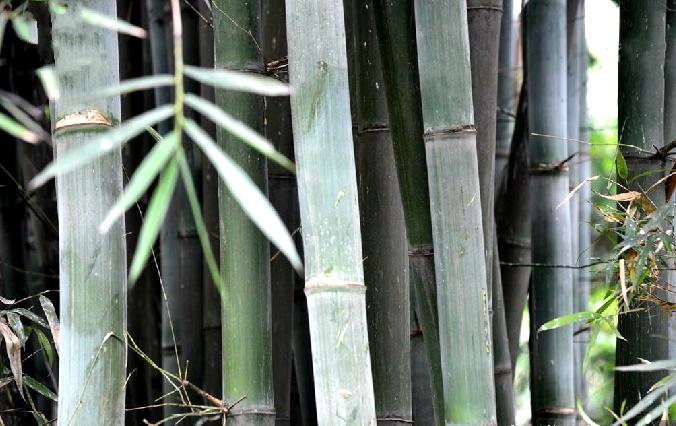  p>绵竹(学名: i>bambusa intermedia  /i>hsueh et yi)是禾本科,簕竹