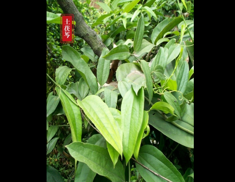  p>土茯苓,中药名.