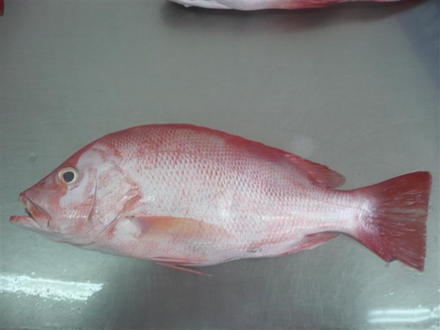  p>红笛鲷(学名: i>lutjanus sanguineus /i>)是笛鲷科,笛鲷属鱼类.