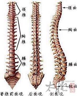 <p>腰椎与骶椎解剖01