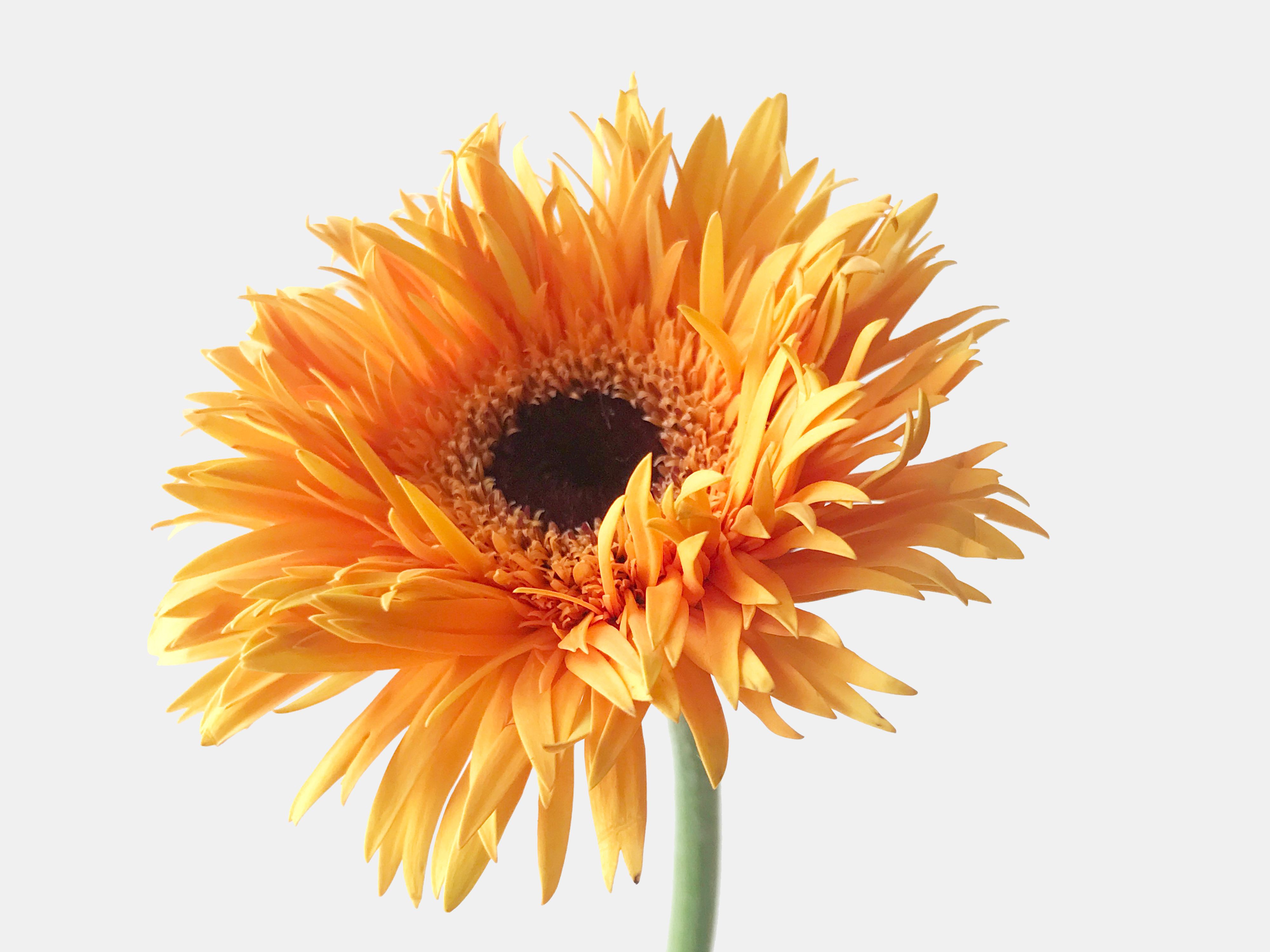  p>非洲菊(学名: i>gerbera jamesonii /i> i>  /i>bolus)是 a href="