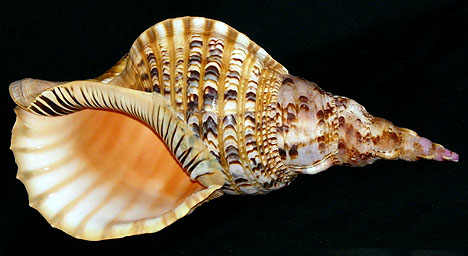  p> a target="_blank" href="/item/万宝螺/4857348" data-lemmaid="