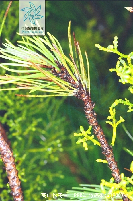  p> b>高山松寄生 /b>(学名: b> i>arceuthobium pini /i> /b>)是 a