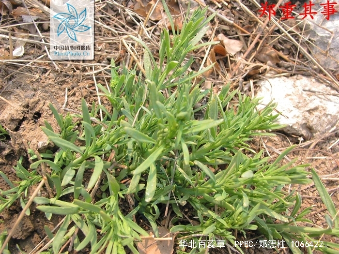  p>华北百蕊草(学名: i>thesium cathaicum /i> hendry.