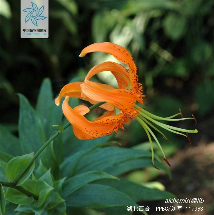 p>湖北百合(学名: i>lilium henryi /i>  baker)是百合科,百合属