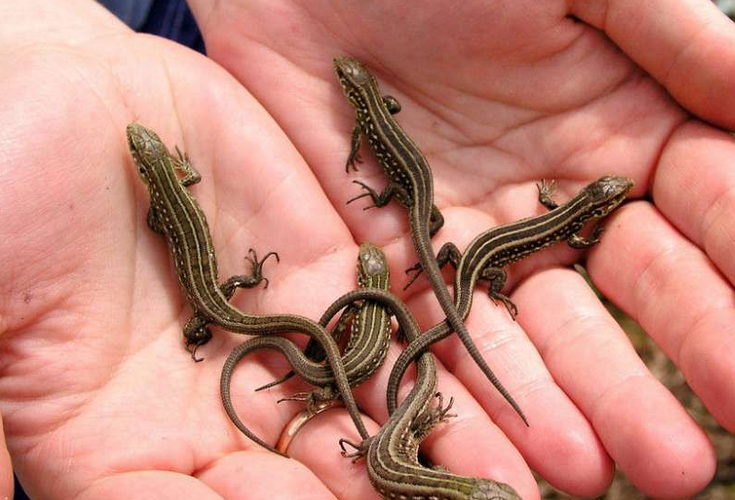  p>麻蜥,又名麻蜥蜴,麻蛇.体长不超过100毫米.吻较窄,吻棱不显.