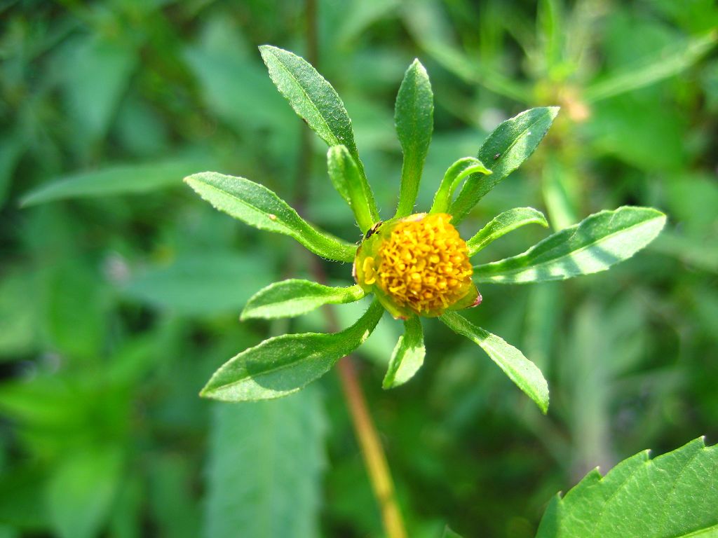  a href="#" data-lemmaid="2659935">菊科 /a>的一种多年生草本植物