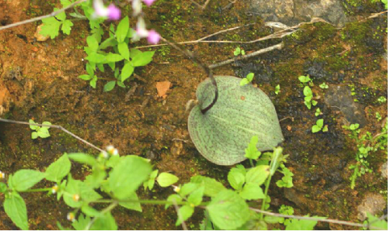 独叶一枝花