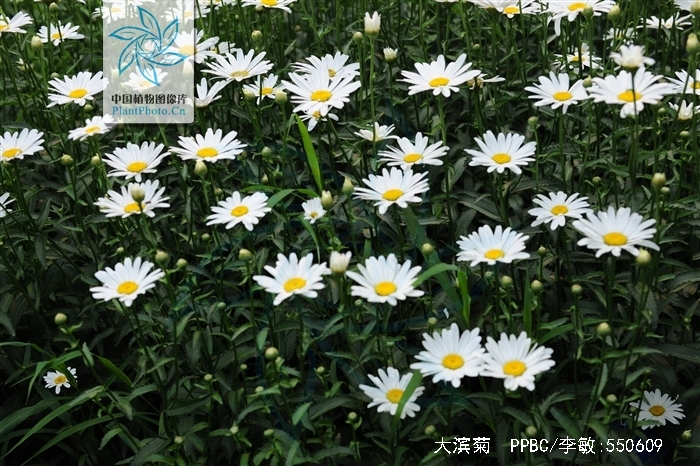  p>大滨菊( i>leucanthemum maximum  /i>(ramood) dc.