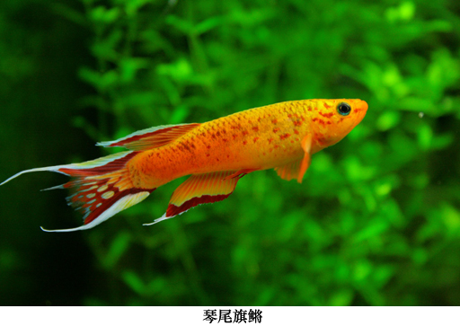 竖琴琴尾鱼