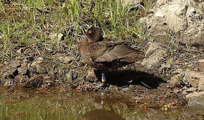 campbell islands teal